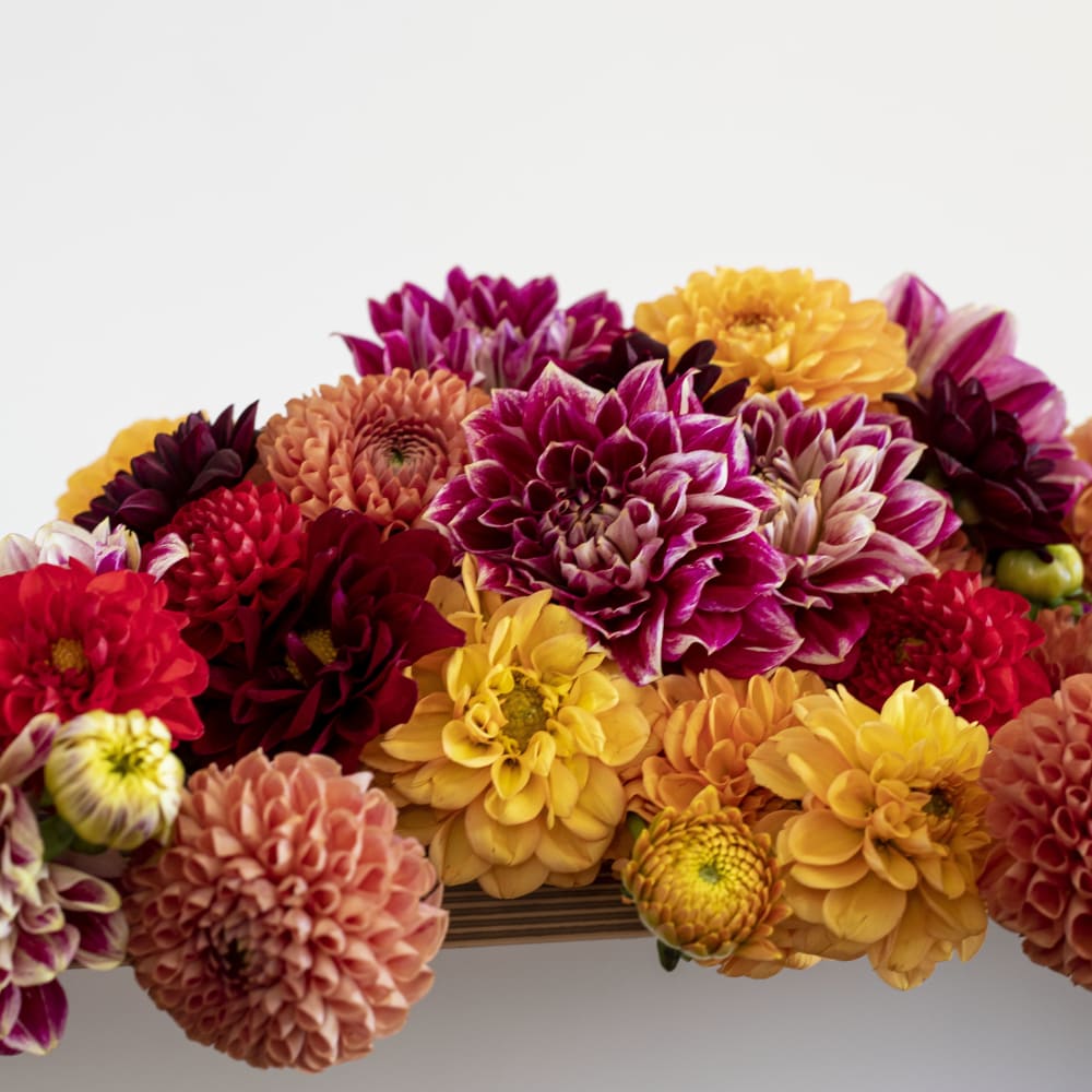 Market Haul Dahlias - Saturated Palette view 2 of 3