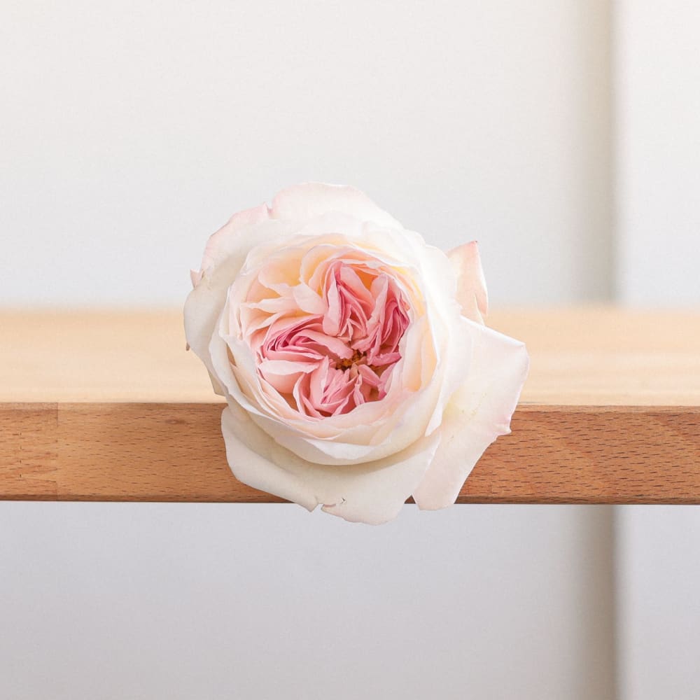 I Can't Believe They Aren't Peonies X 2! view 6 of 10