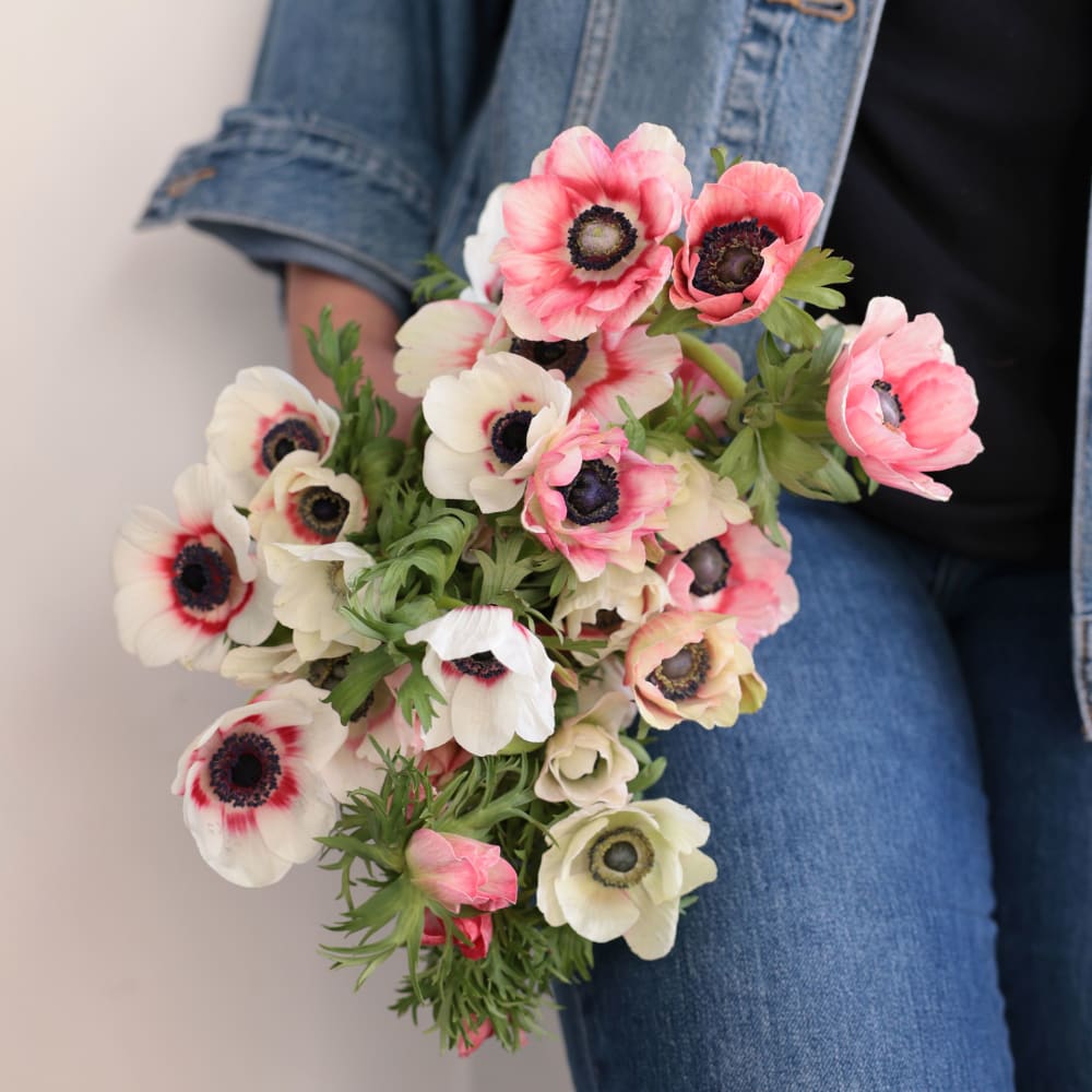Specialty Field Trial Anemones: Warm Palette x 2! view 2 of 9