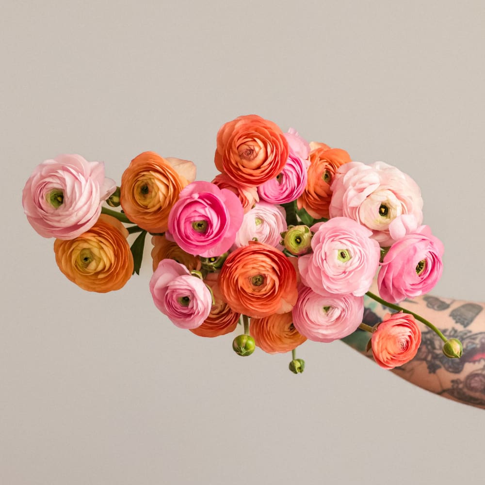 With Heart: Every Mother Counts Ranunculus - 20 stems! view 1 of 4