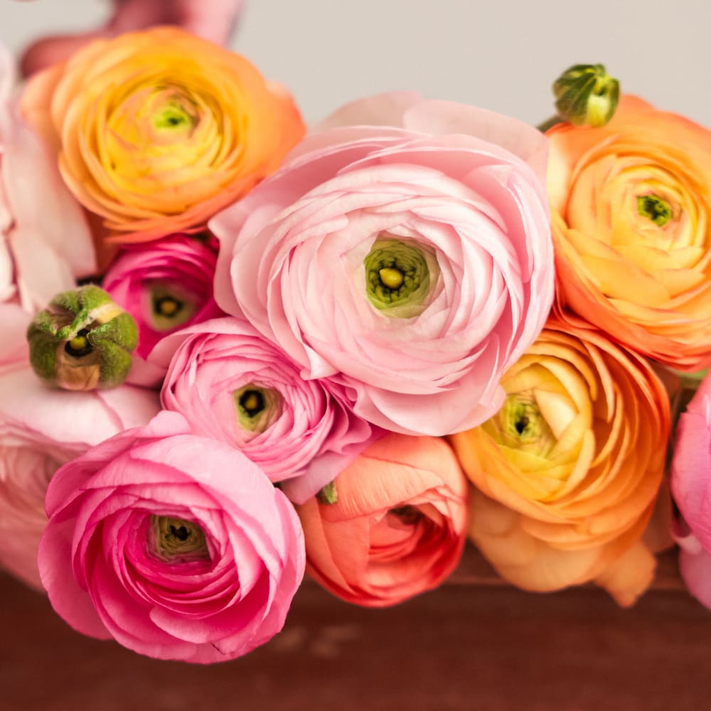 With Heart: Every Mother Counts Ranunculus - 20 stems! view 4 of 4