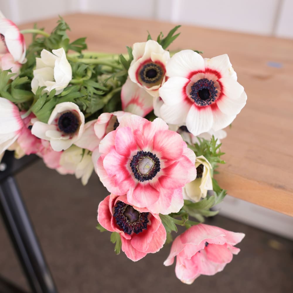 Specialty Field Trial Anemones: Warm Palette x 2! view 9 of 9