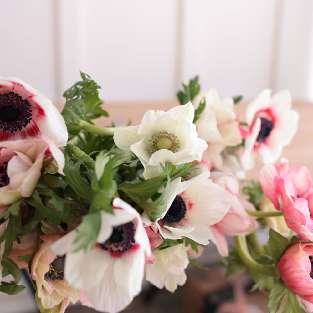 Specialty Field Trial Anemones: Warm Palette x 2! view 6 of 9