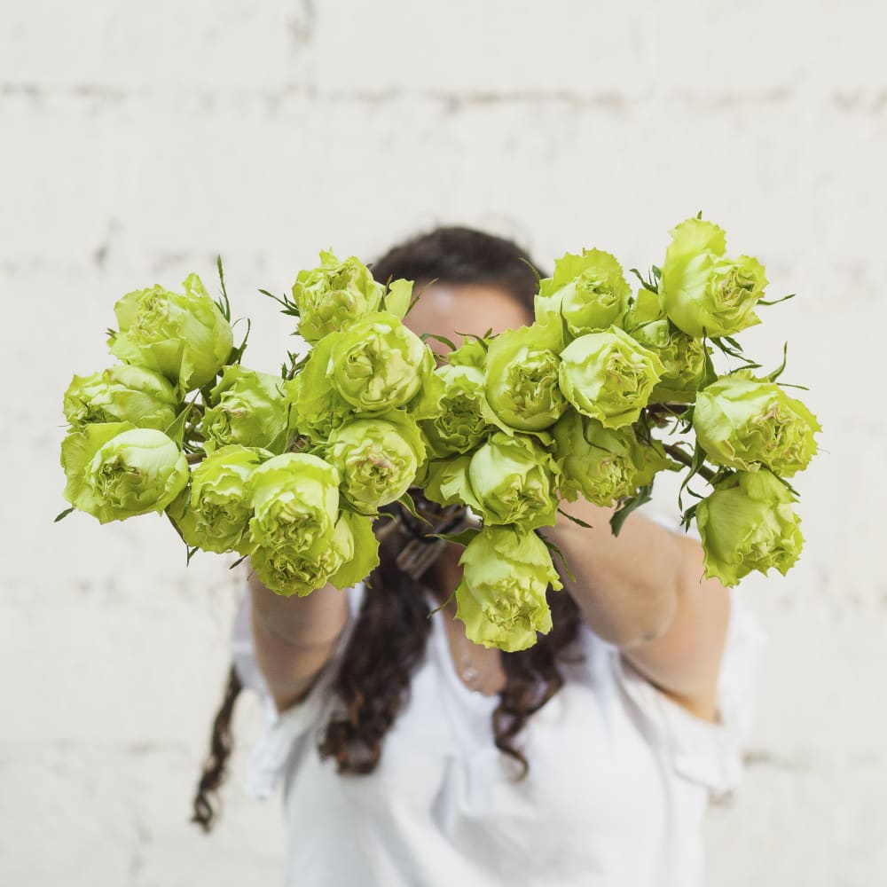 Mystery Box: Garden Roses x 2! view 10 of 10