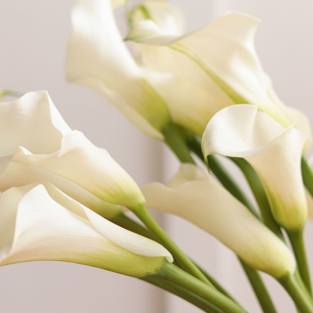 White Callas view 2 of 8