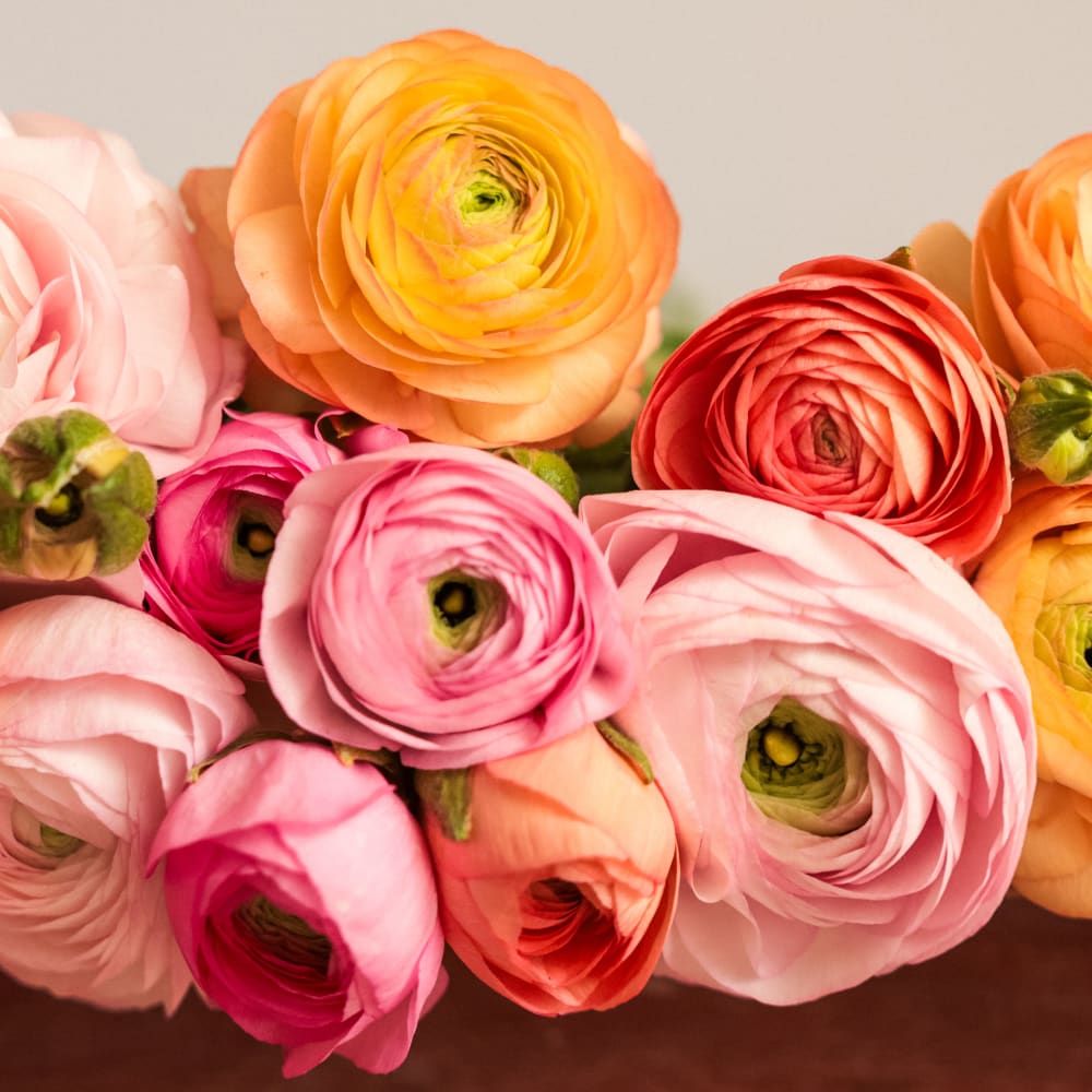 With Heart: Every Mother Counts Ranunculus - 20 stems! view 2 of 4