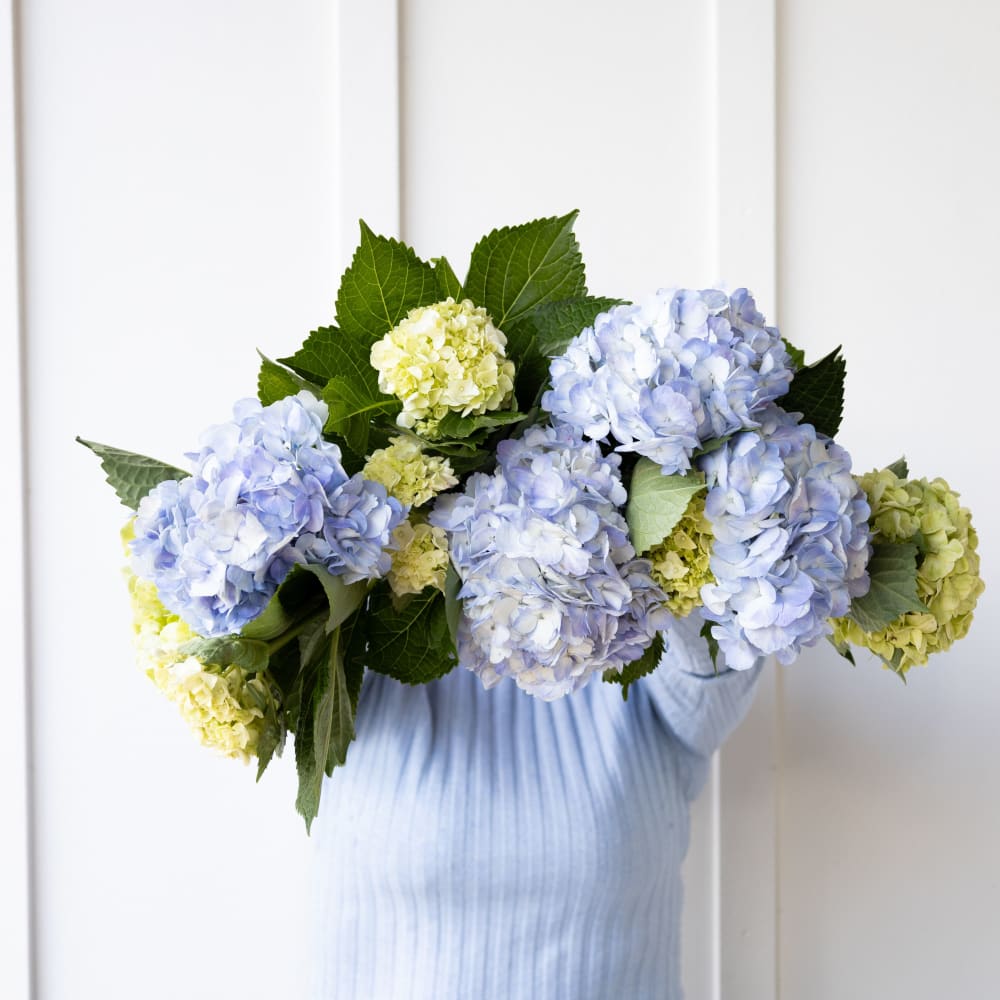 With Heart: Love Thy Neighbor Hydrangeas view 1 of 10