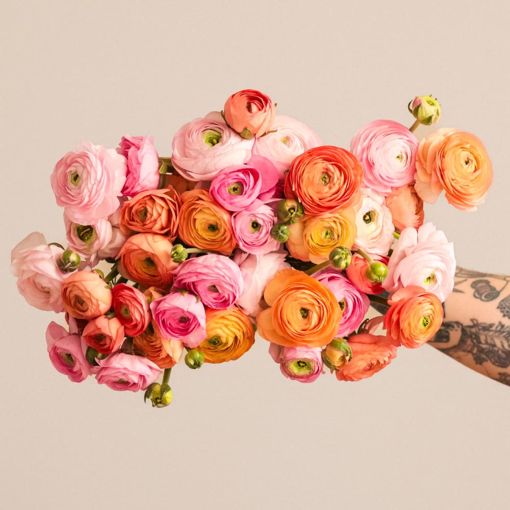 With Heart: Every Mother Counts Ranunculus - 40 stems! view 1 of 4