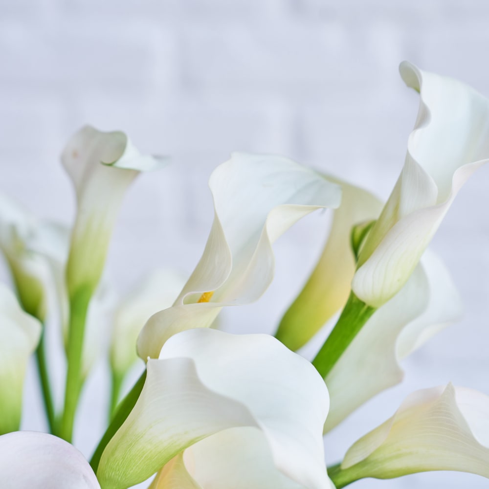 More White Callas view 6 of 6