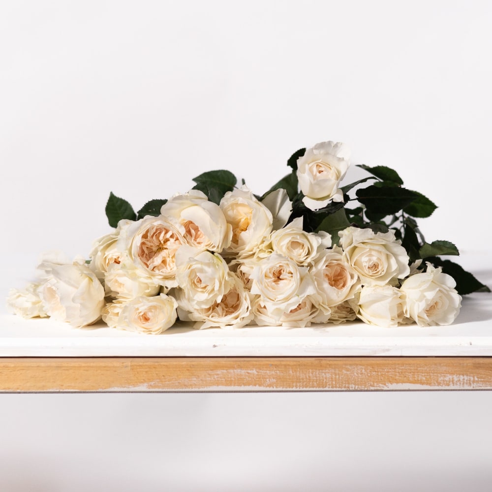 Mystery Box: Specialty Garden Roses! view 8 of 10