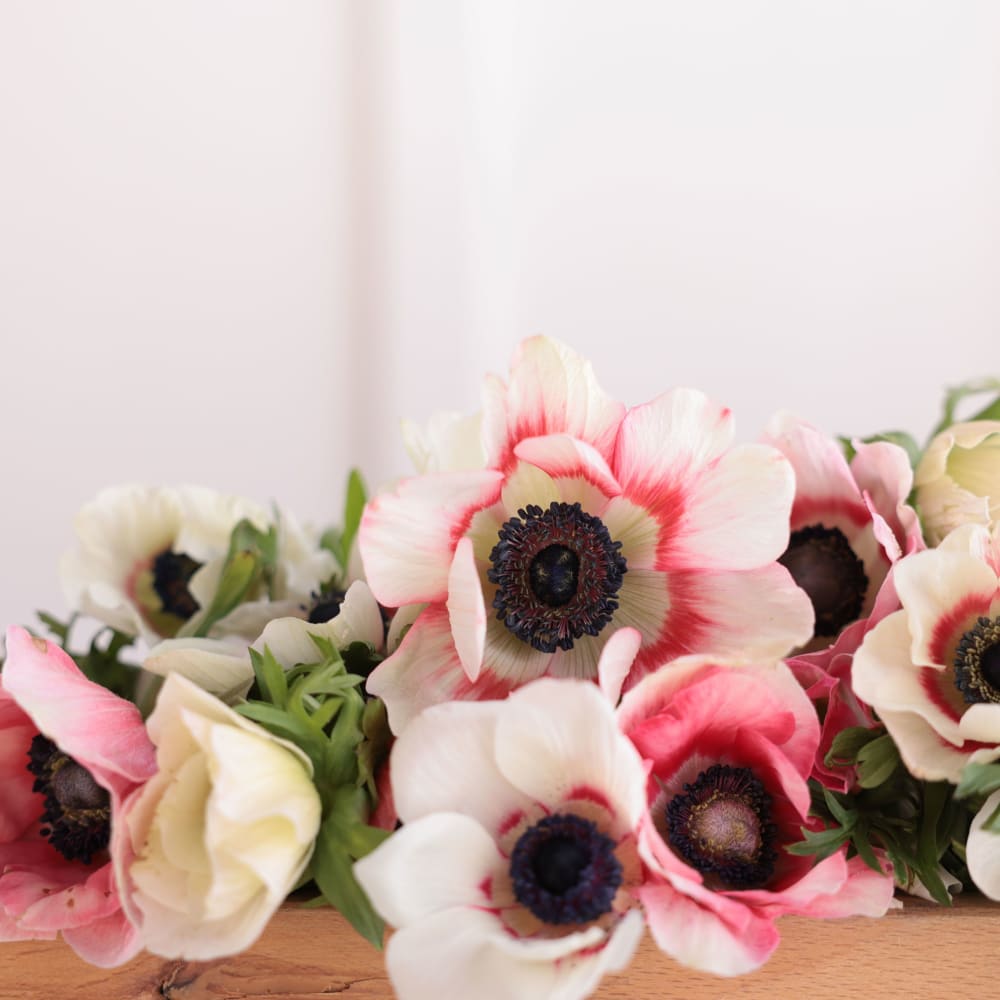 Specialty Field Trial Anemones: Warm Palette x 2! view 7 of 9