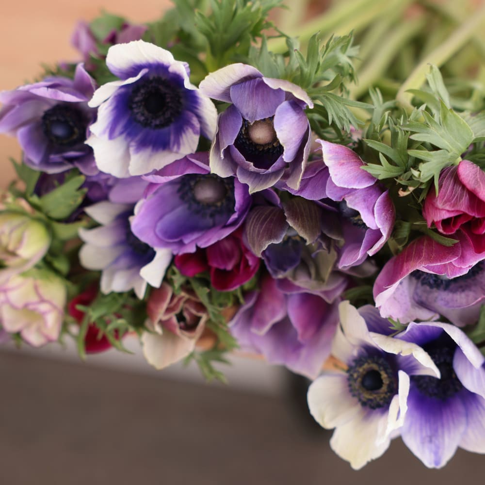 Specialty Field Trial Anemones: Cool Palette x 2! view 2 of 10