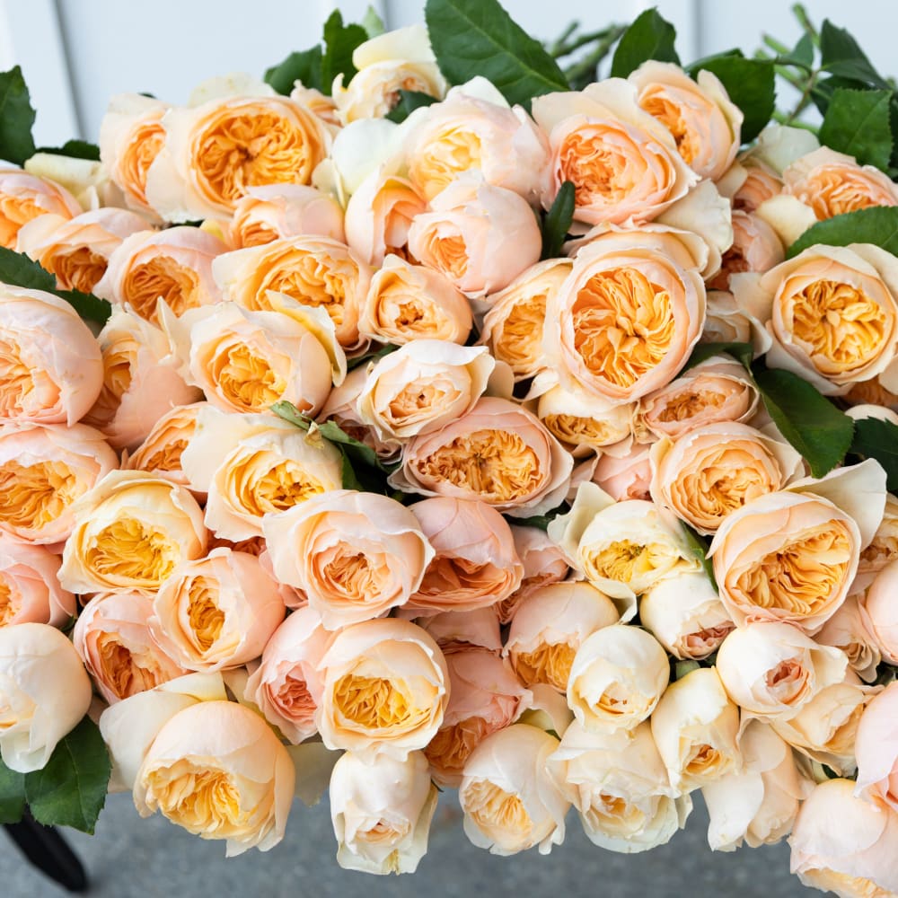 Big Box: Juliet Garden Roses view 7 of 9