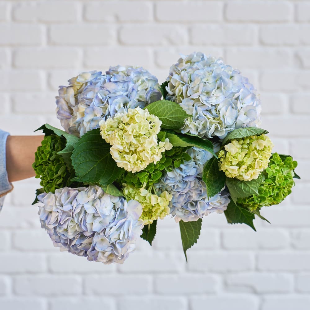 With Heart: Love Thy Neighbor Hydrangeas view 2 of 10