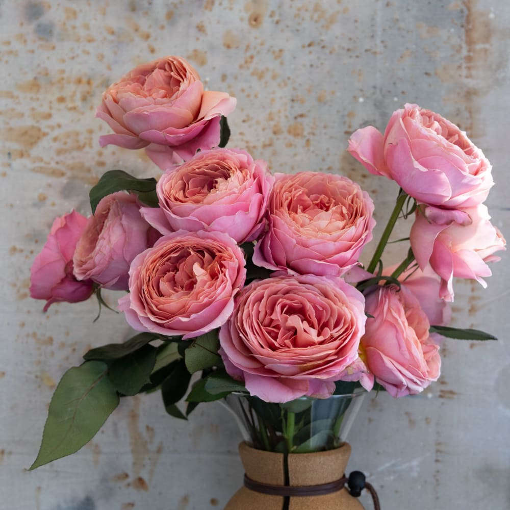 Mystery Box: Specialty Garden Roses! view 5 of 10