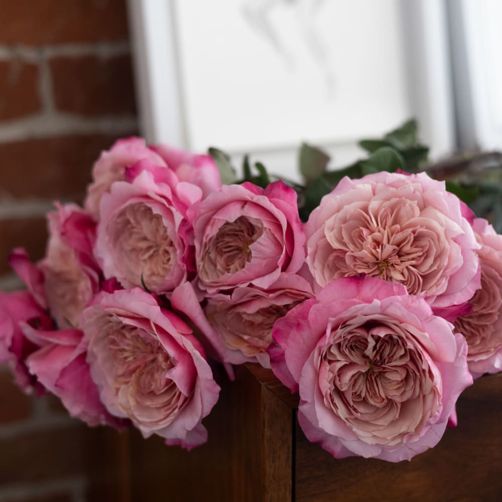 Mystery Box: Specialty Garden Roses! view 4 of 10