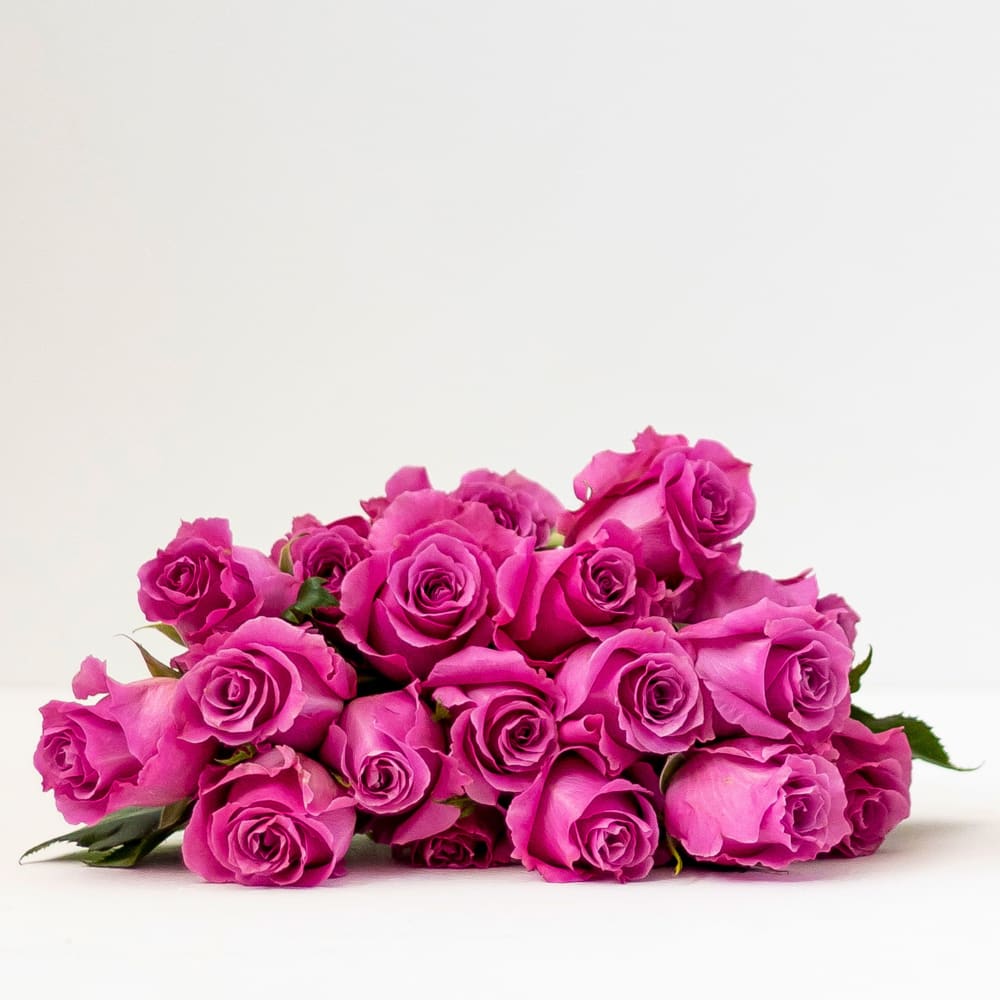 Mystery Box: Garden Roses x 2! view 8 of 10