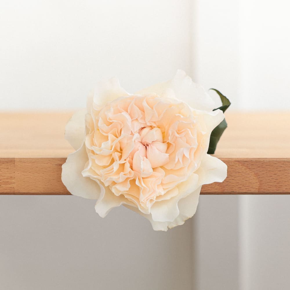 I Can't Believe They Aren't Peonies! view 10 of 10