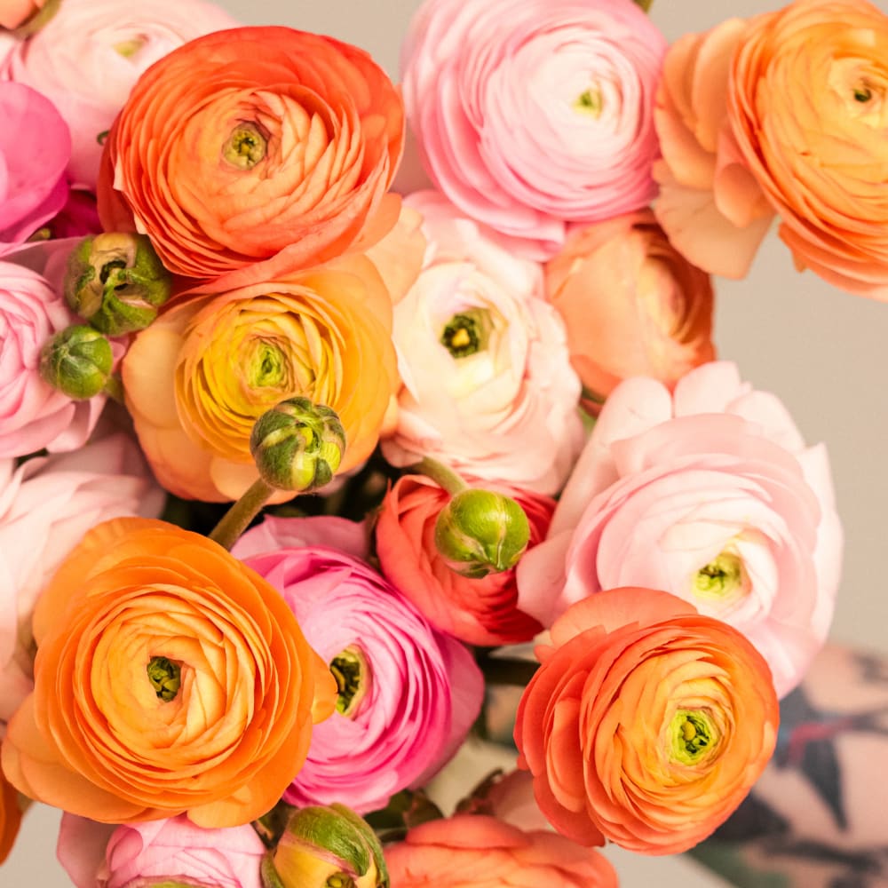 With Heart: Every Mother Counts Ranunculus - 60 stems! view 2 of 4
