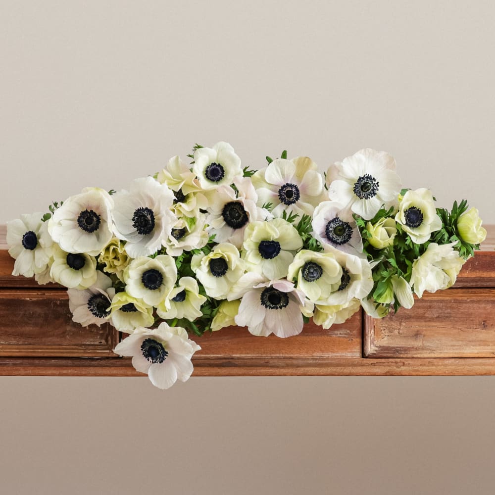 Mystery Box Anemones x 2! view 8 of 10