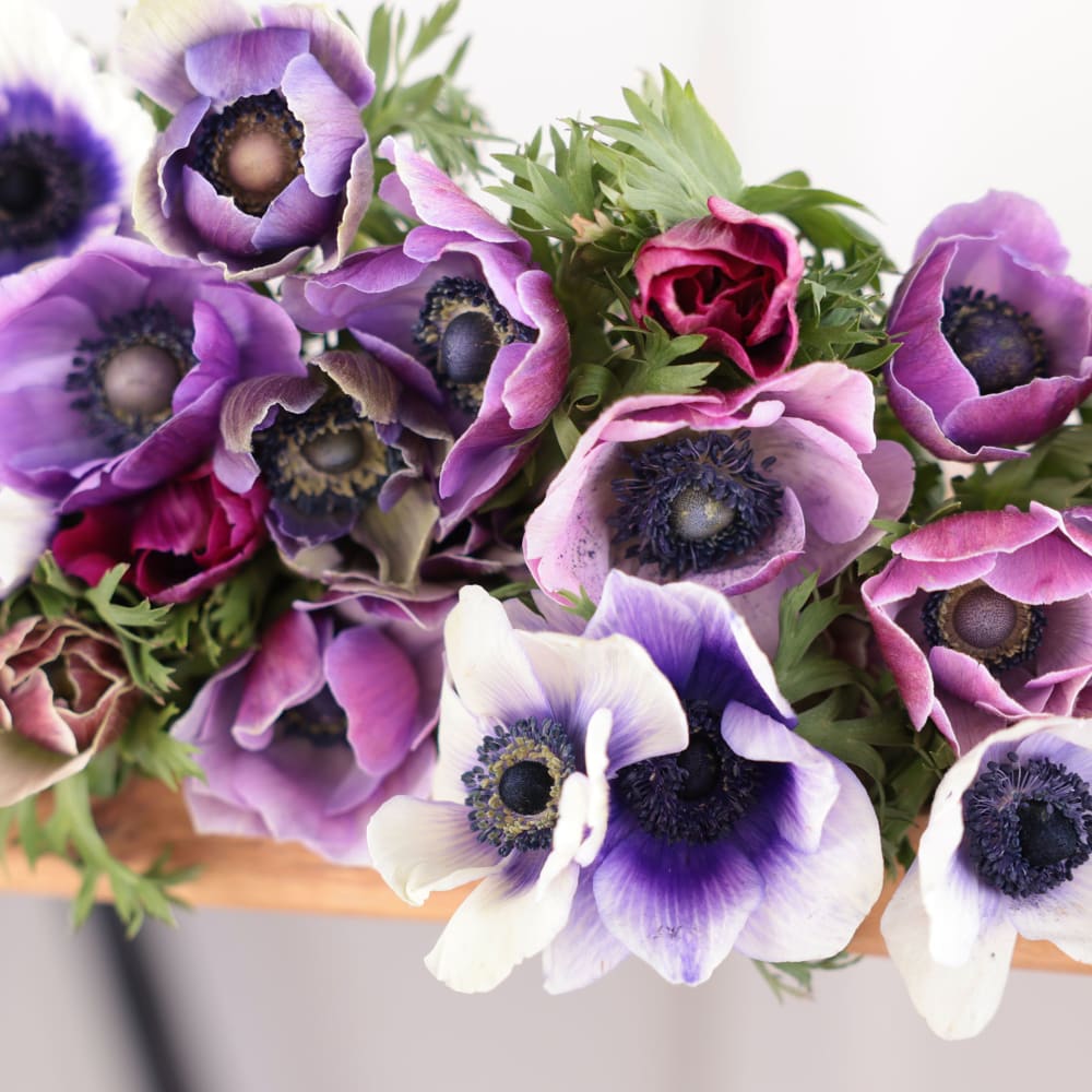 Specialty Field Trial Anemones: Cool Palette x 2! view 10 of 10