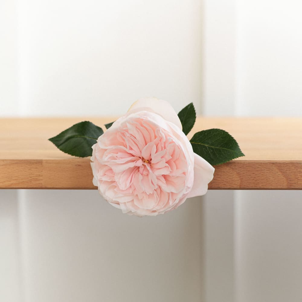 I Can't Believe They Aren't Peonies X 2! view 10 of 10