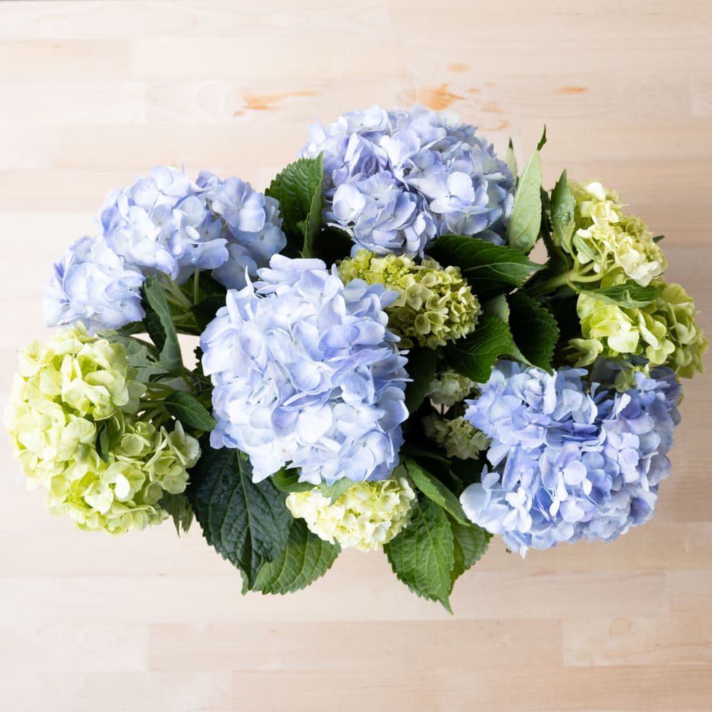 With Heart: Love Thy Neighbor Hydrangeas view 6 of 10