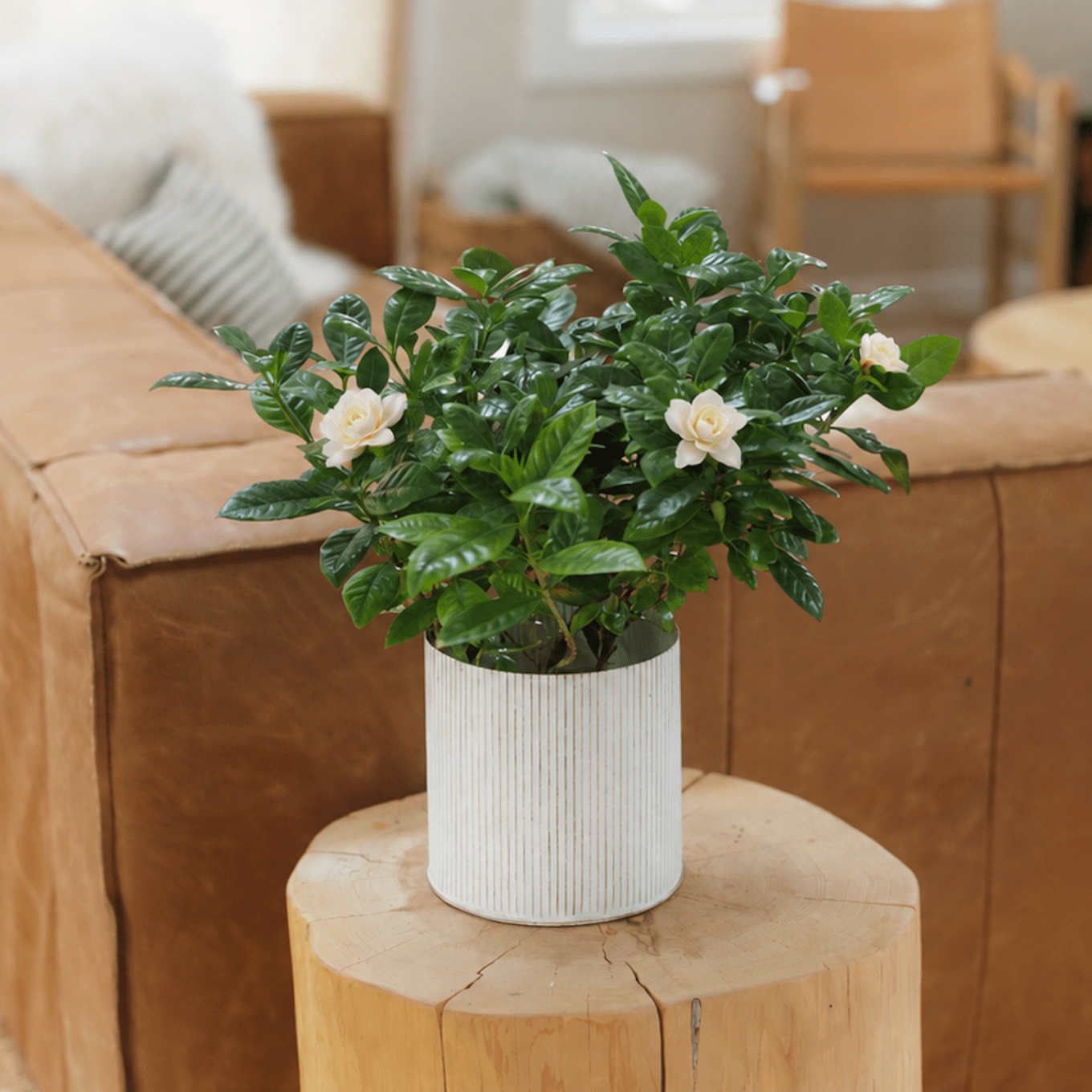 On Gardenia! view 5 of 9