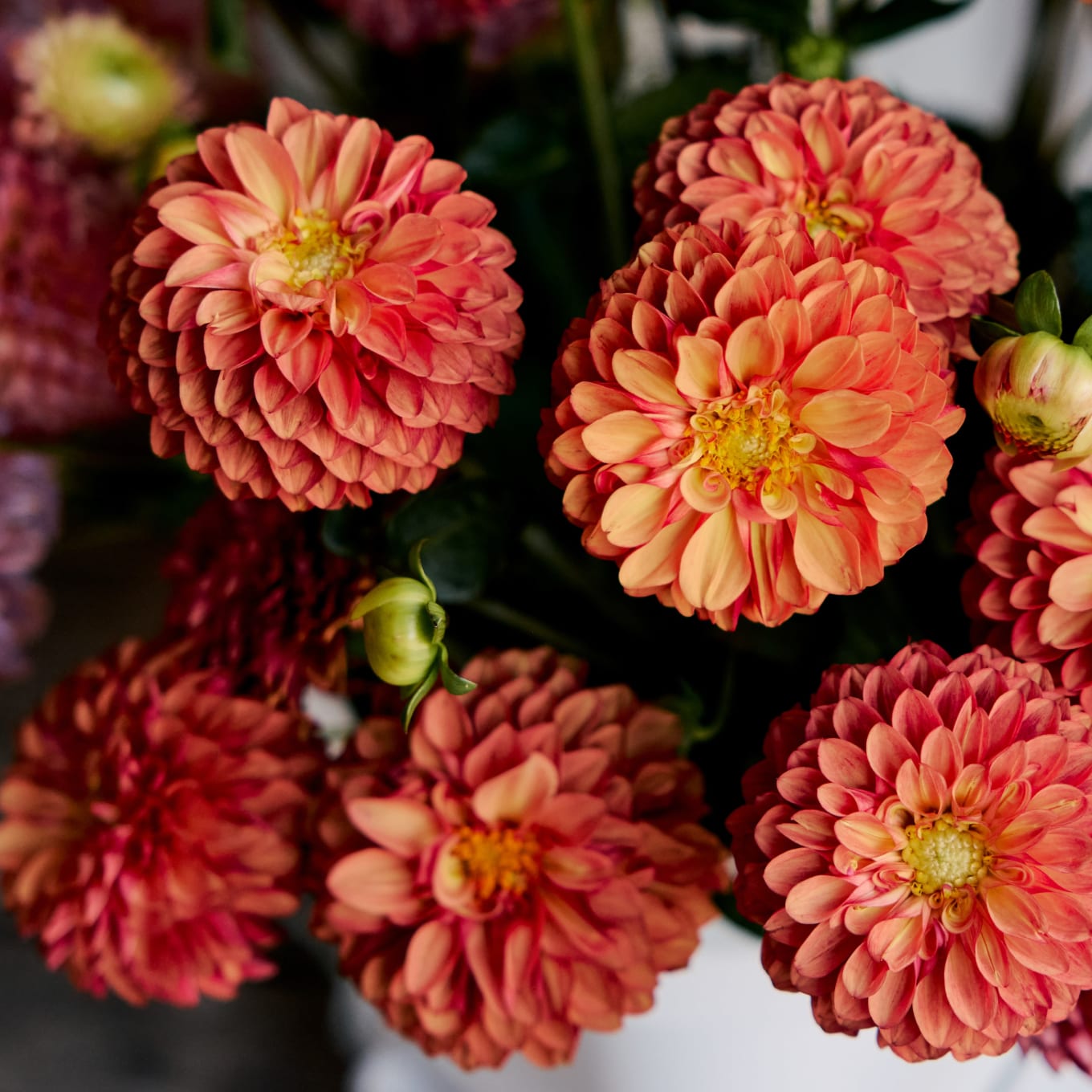 Market Box Dahlias - Saturated Palette view 5 of 10