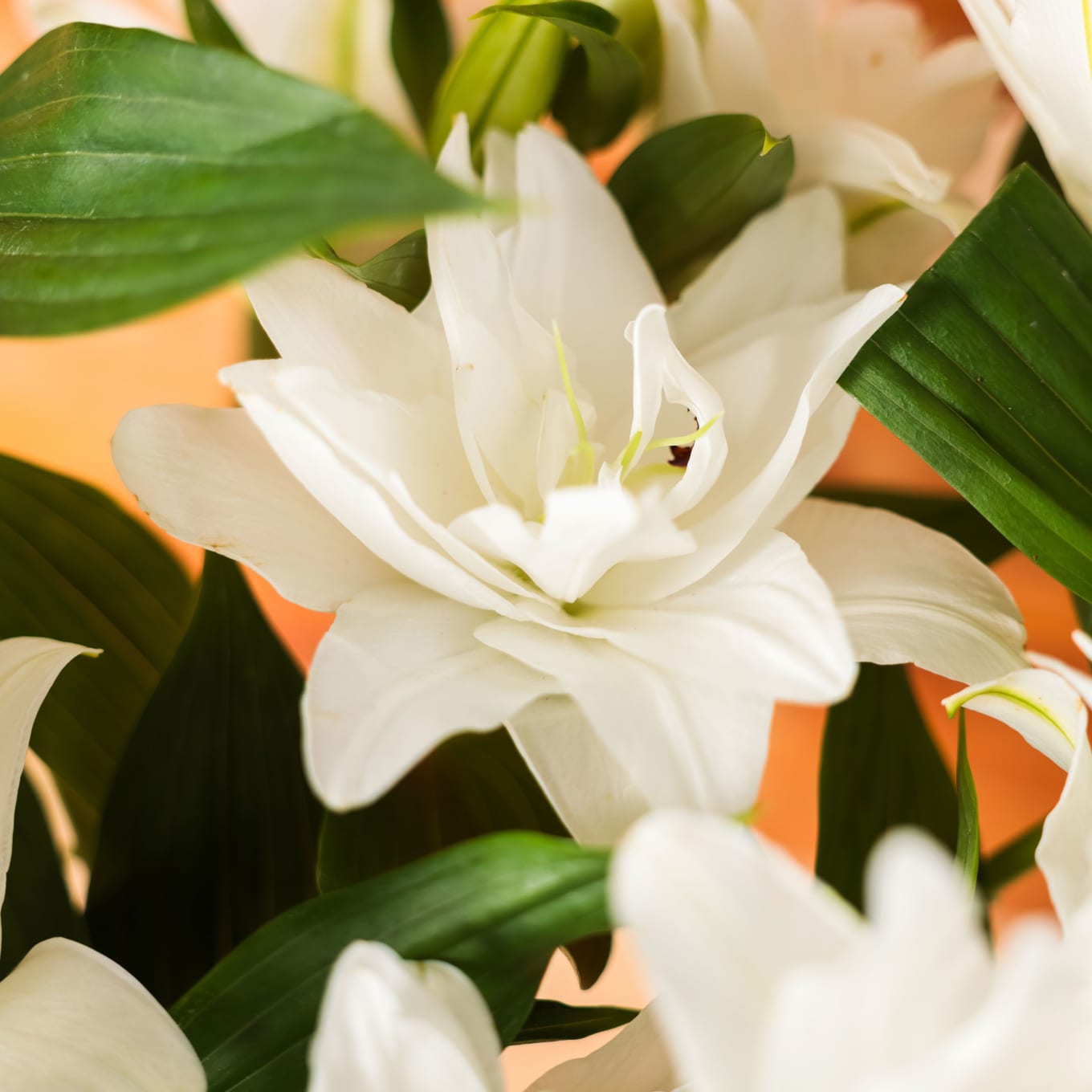 White Roselilies view 4 of 6