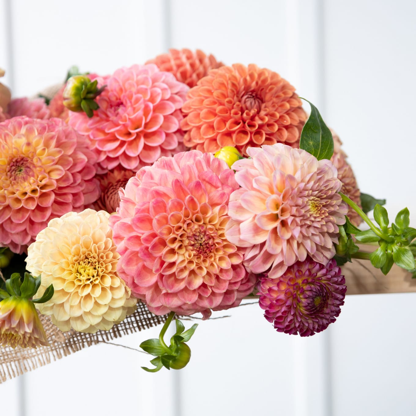 Market Haul Dahlias - Soft Palette view 8 of 10