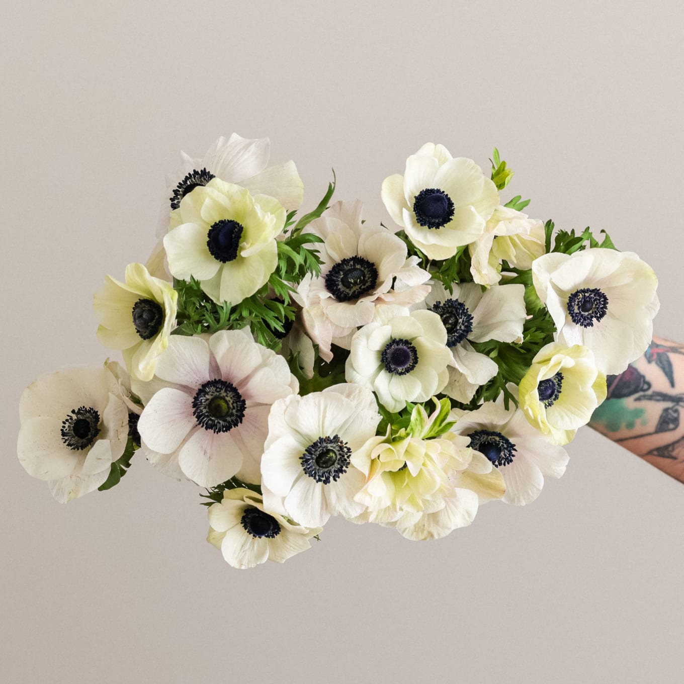 Send Fresh Anemones | Flowers & Gifts | Farmgirl Flowers