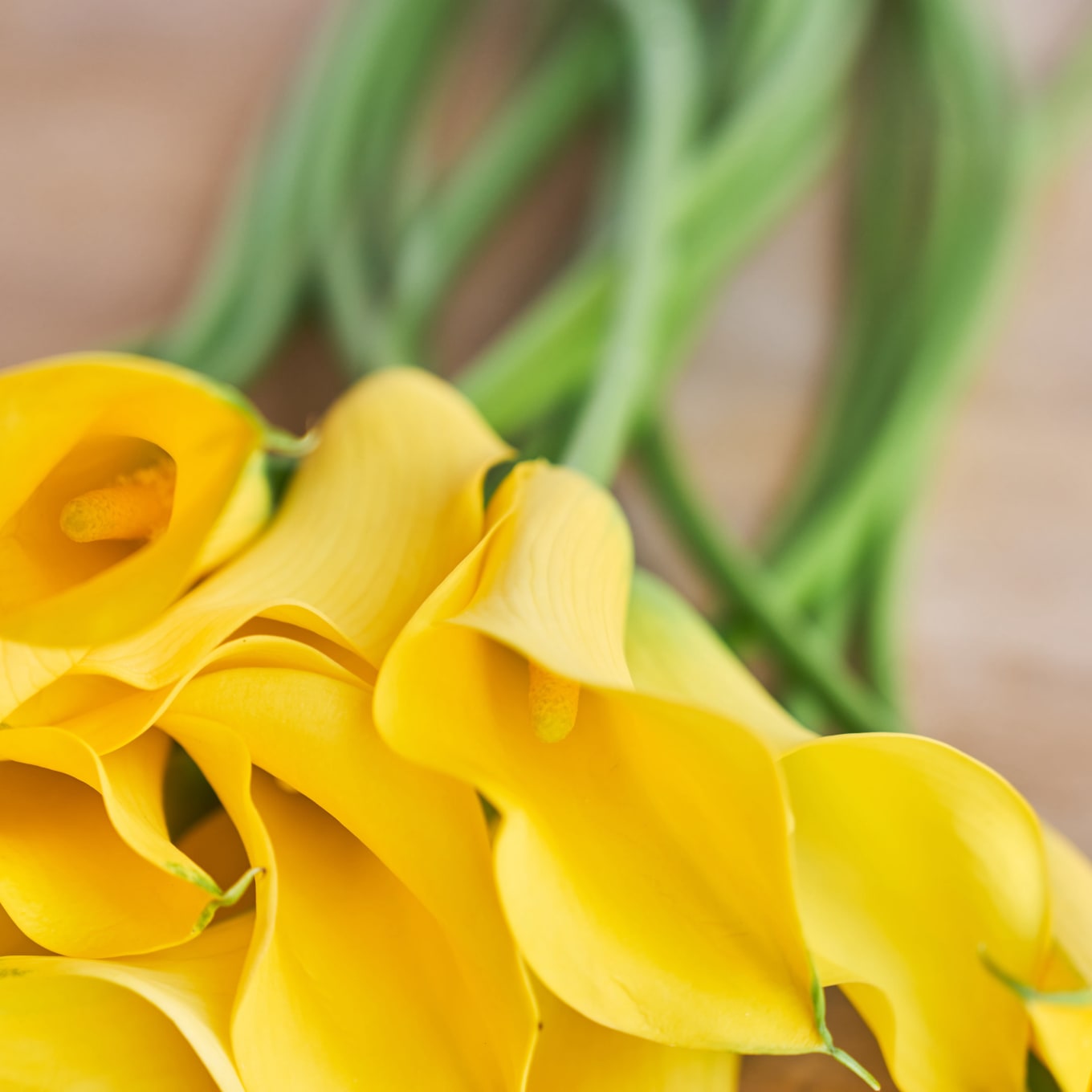 Yellow Callas view 3 of 7