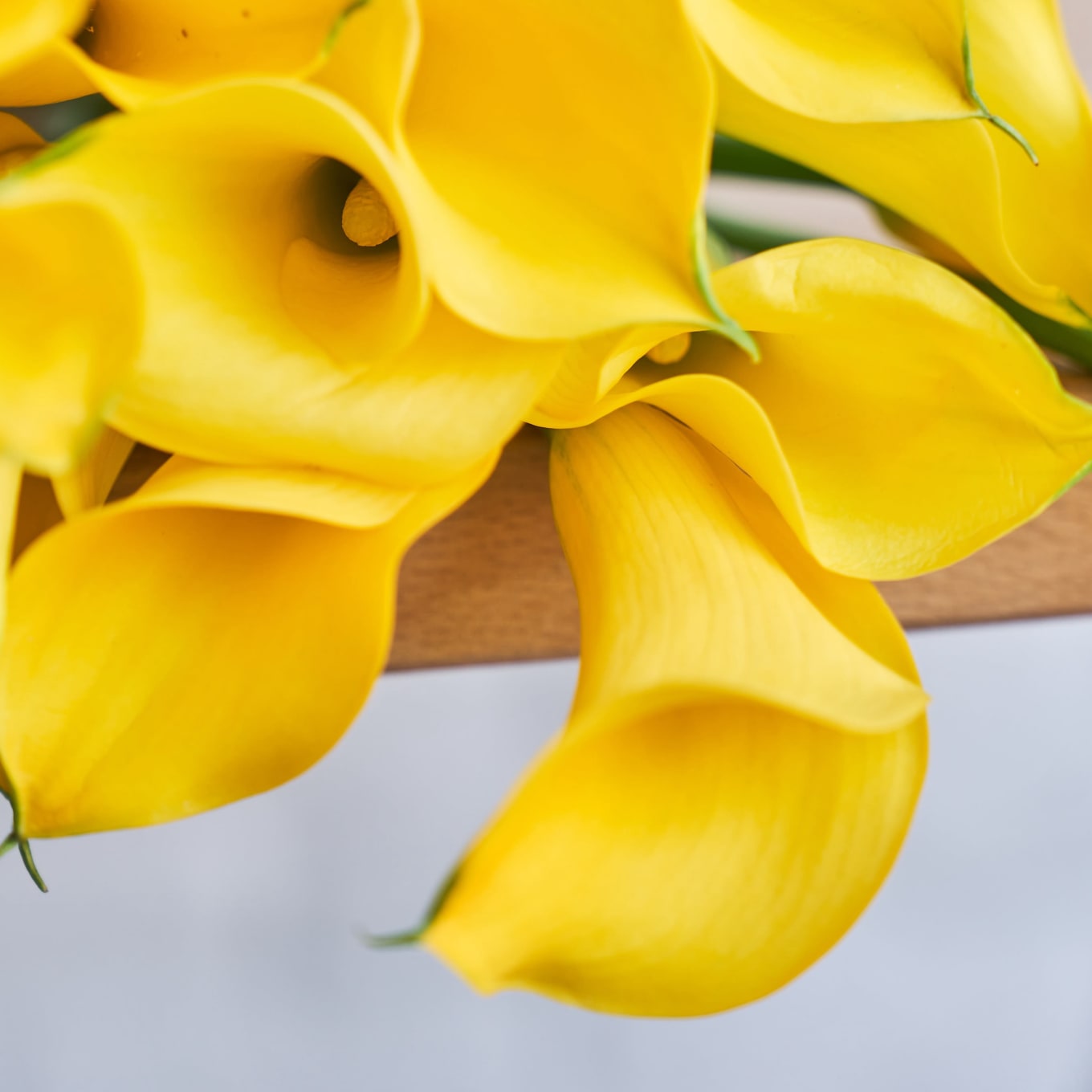 Yellow Callas view 5 of 7
