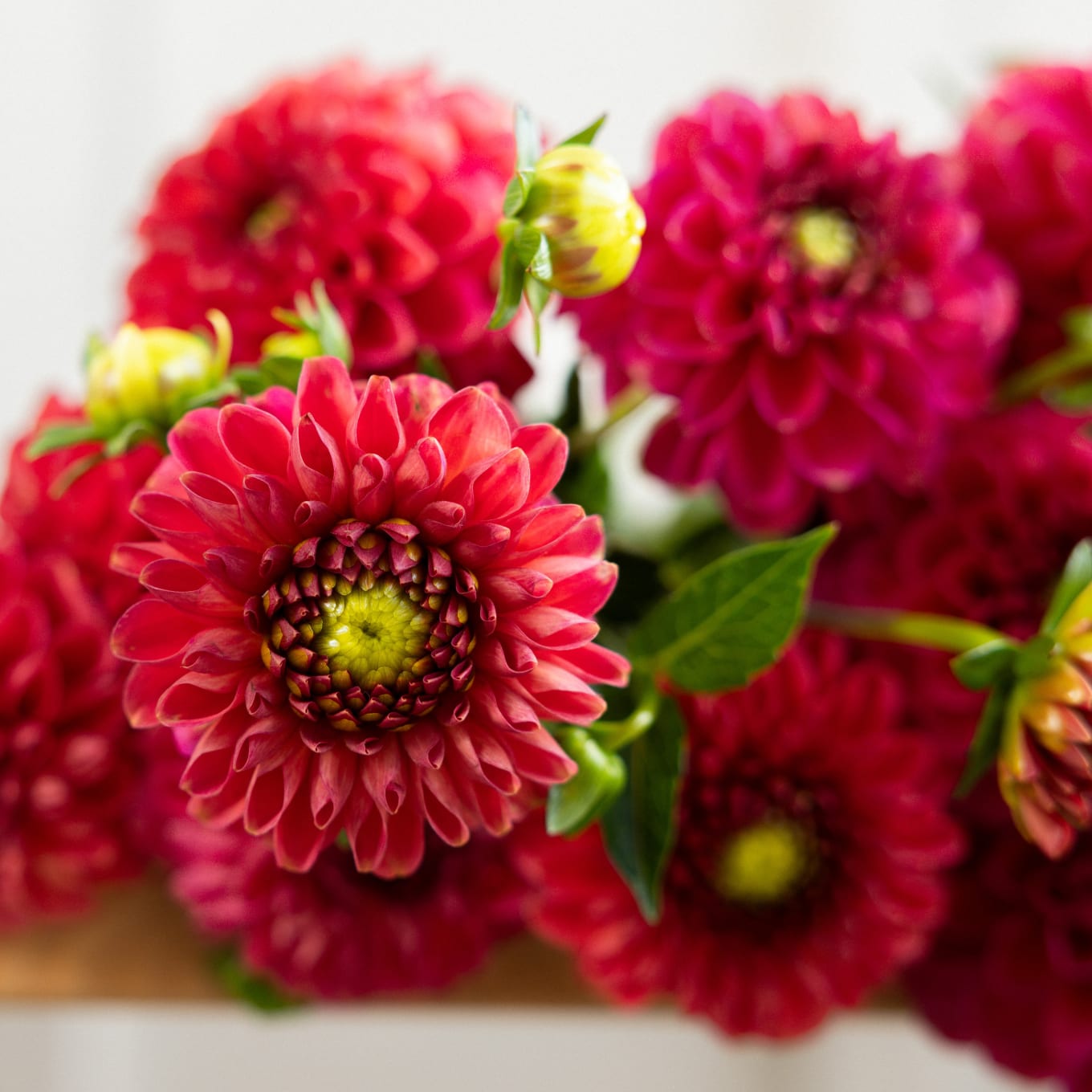 Market Haul Dahlias - Saturated Palette view 3 of 10