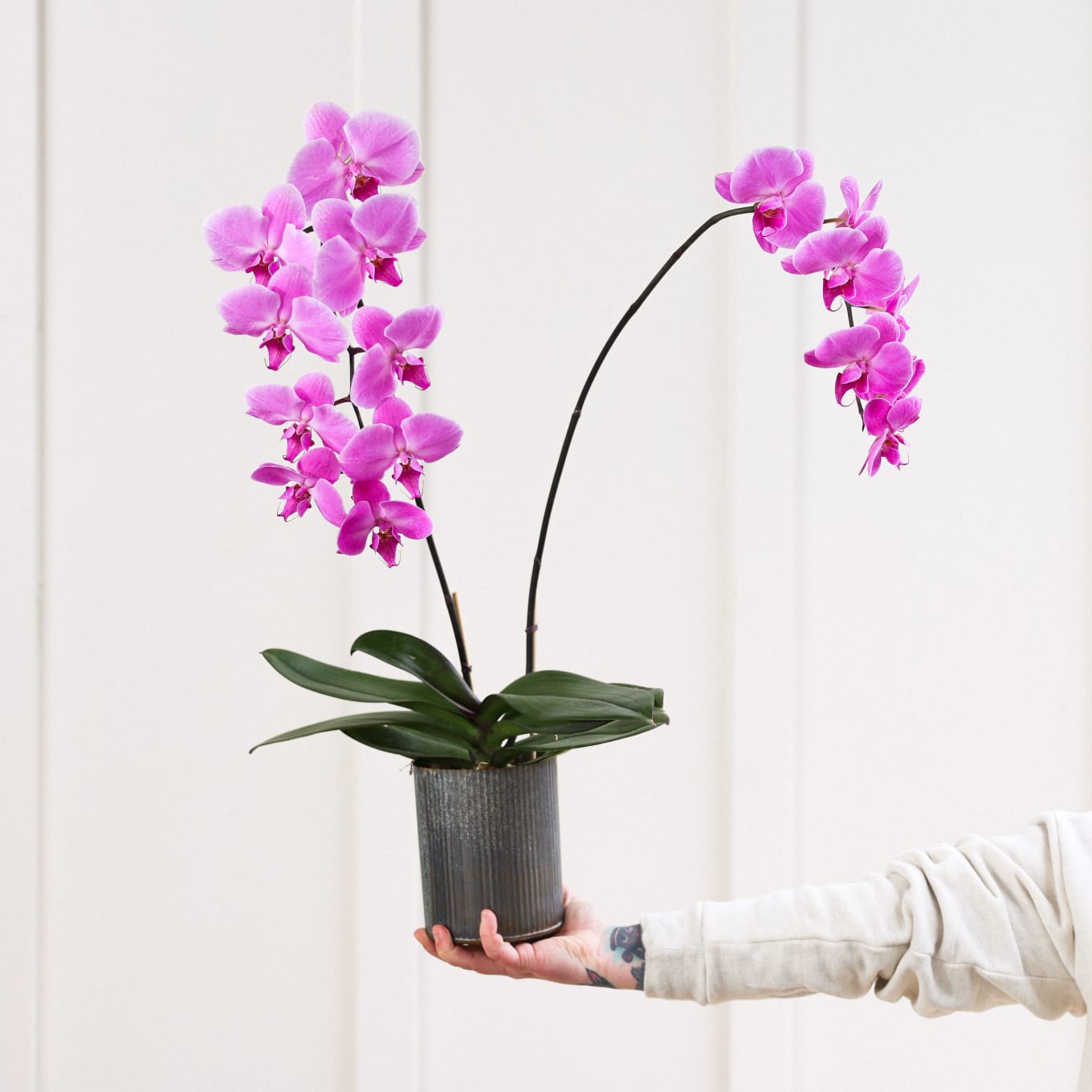 Epic Phal view 2 of 3