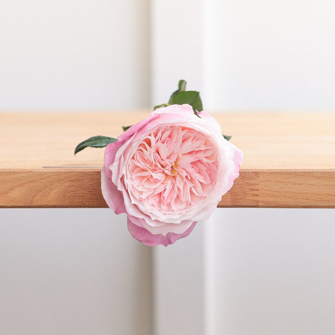 I Can't Believe They Aren't Peonies! view 7 of 10