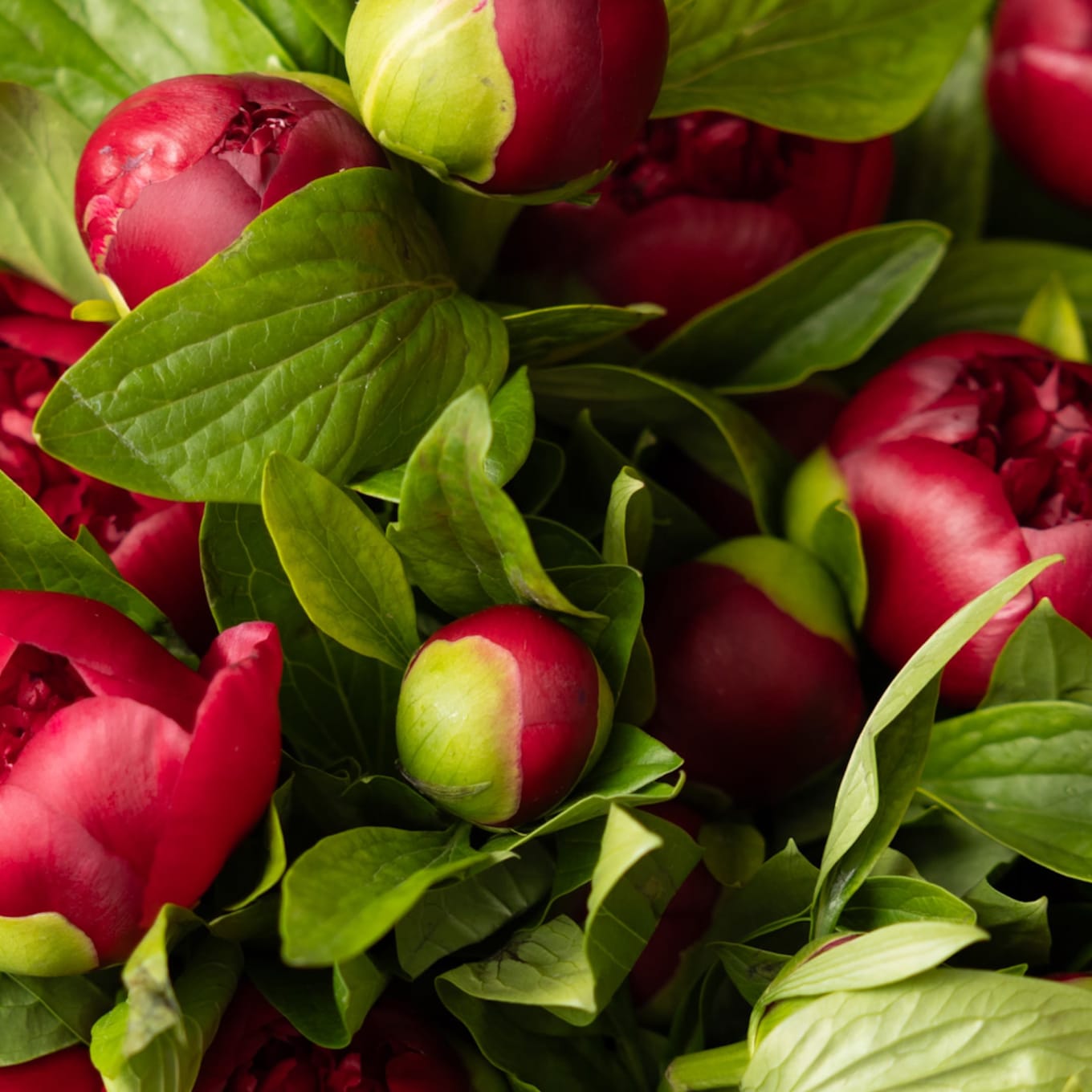 Red-Handed: 20 Peonies view 3 of 10
