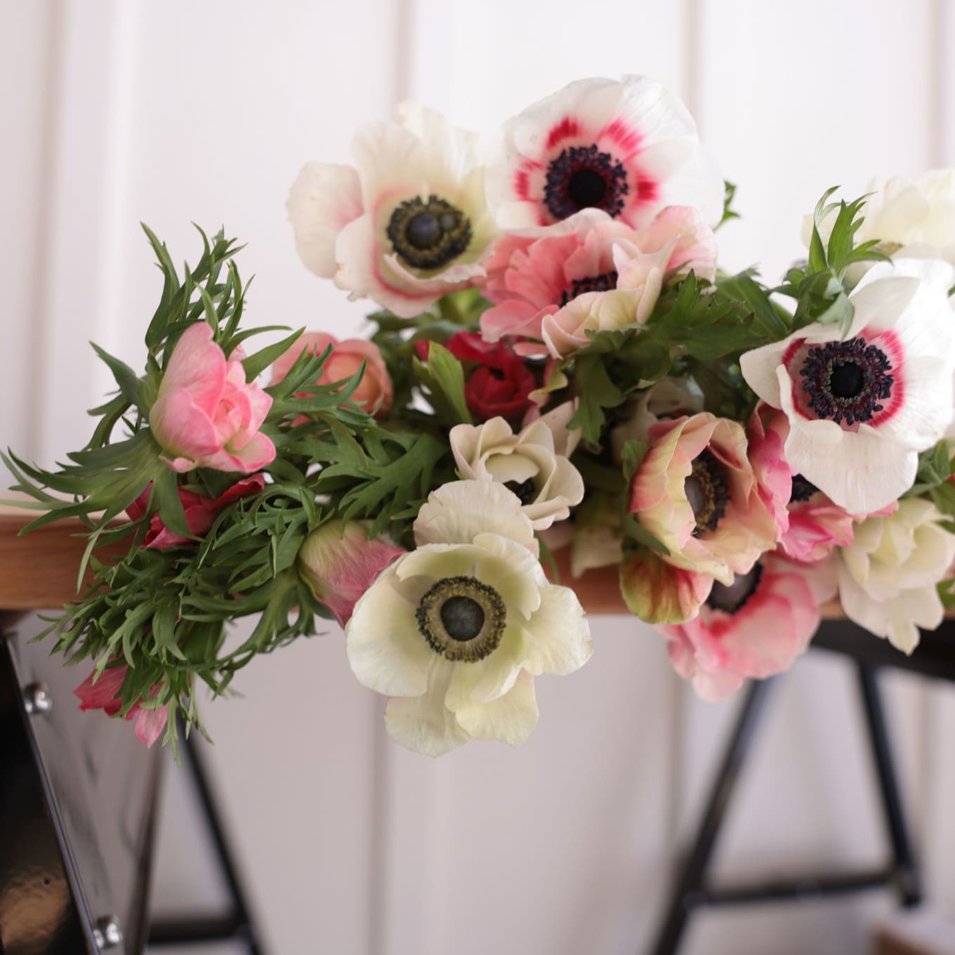 Specialty Field Trial Anemones: Warm Palette x 2! view 1 of 9