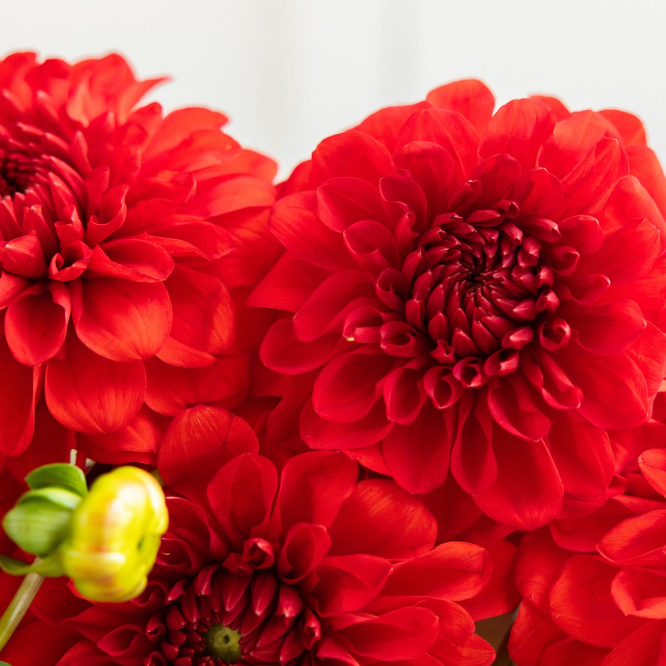 Market Box Dahlias - Saturated Palette view 6 of 10