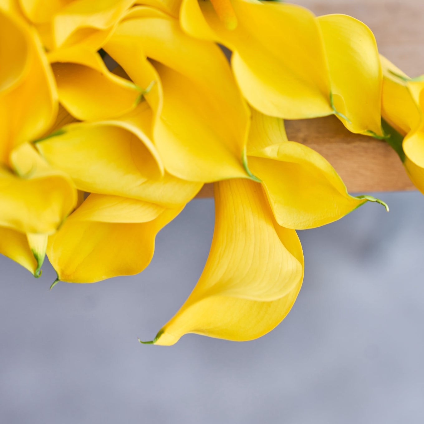 Yellow Callas view 7 of 7