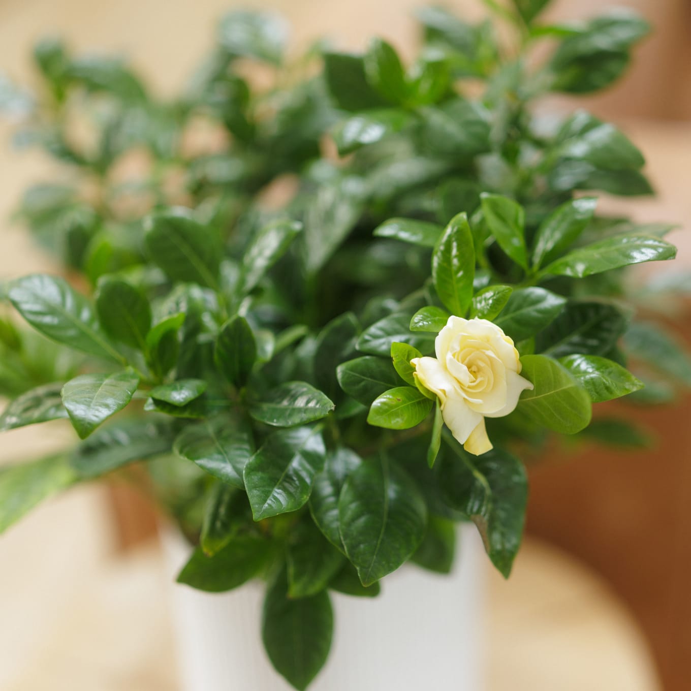 On Gardenia! view 7 of 9