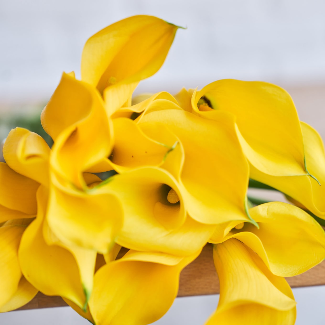 Yellow Callas view 2 of 7