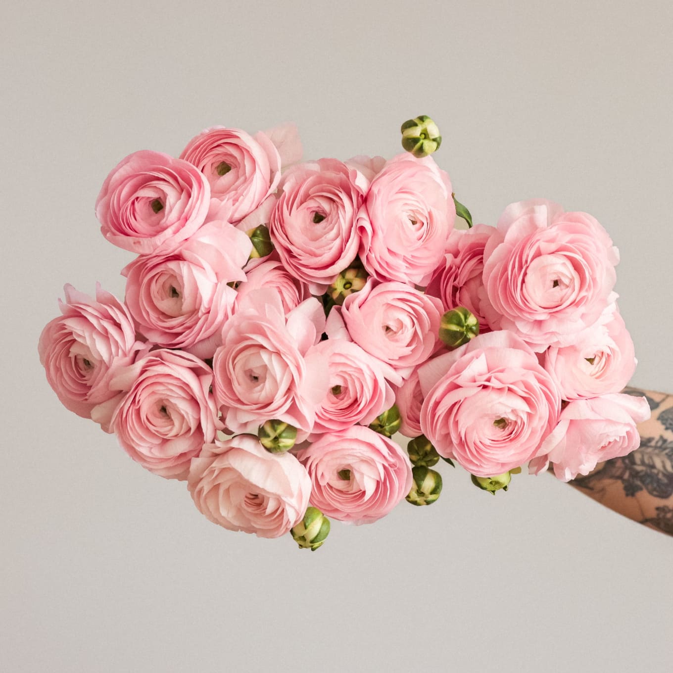 Christina's Favorite Specialty Ranunculus! view 1 of 5