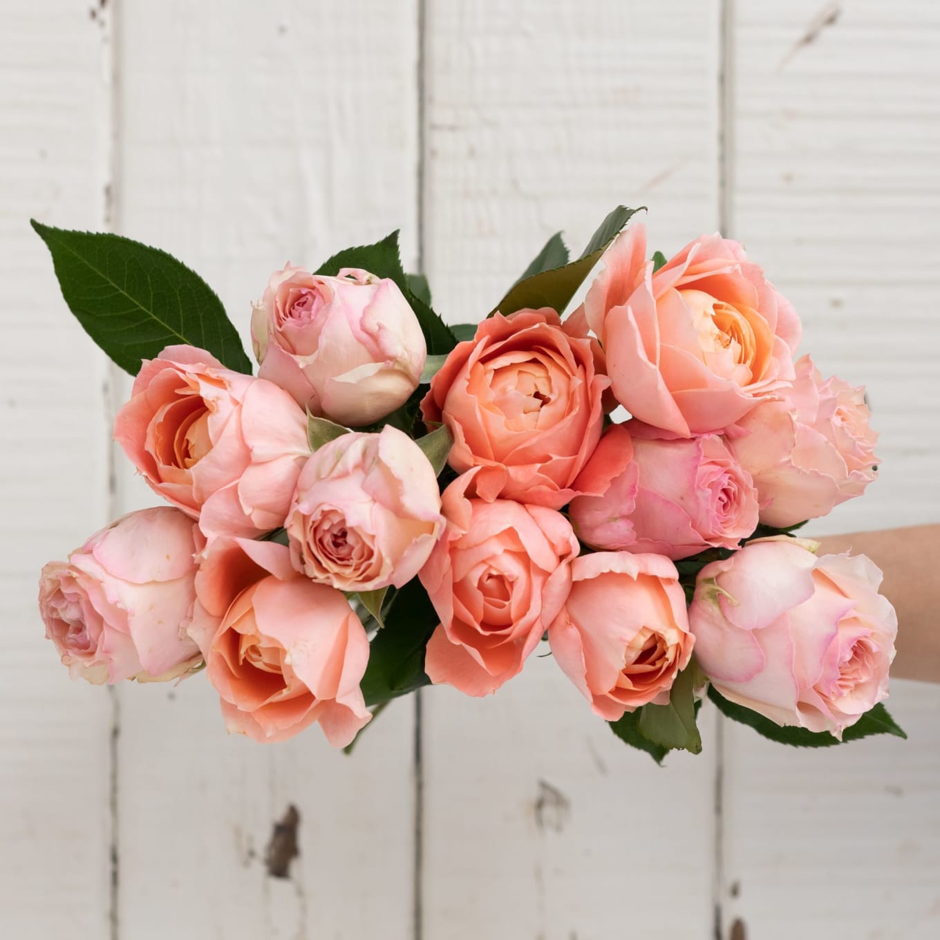 Mystery Box: Garden Roses! view 6 of 10
