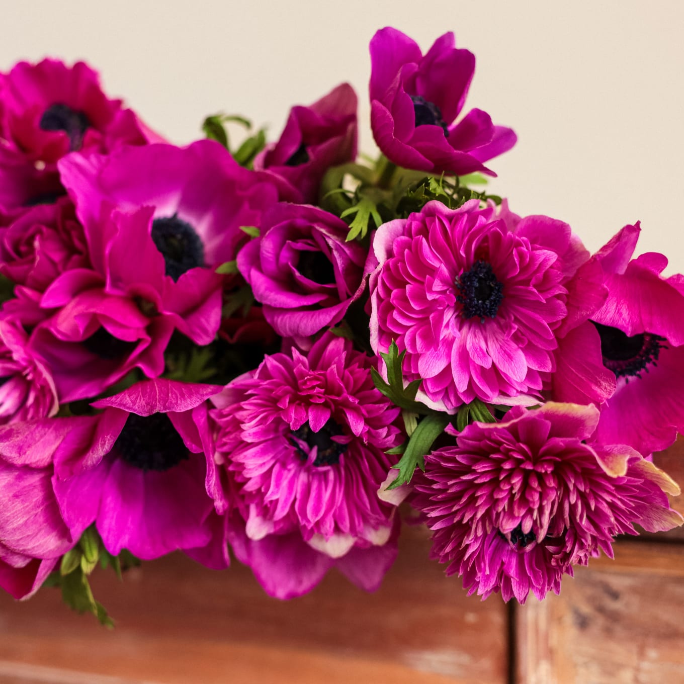 Mystery Box Anemones x 2! view 5 of 10