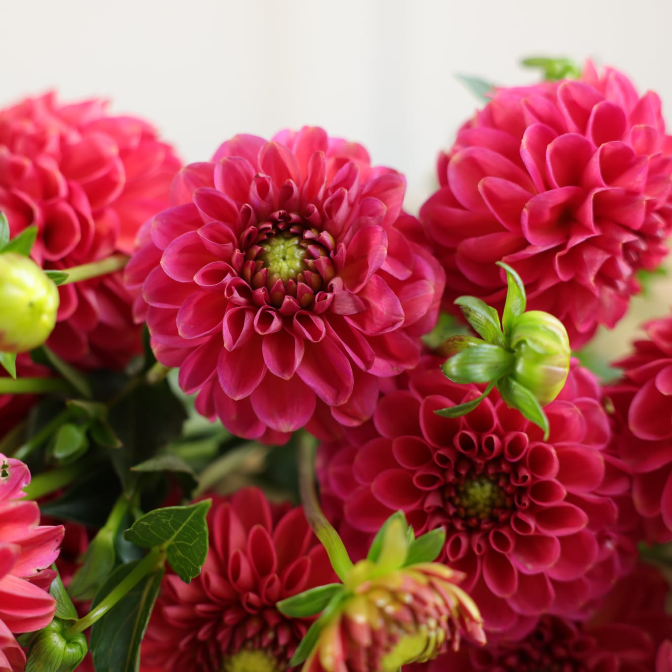 Market Haul Dahlias - Soft Palette view 5 of 10
