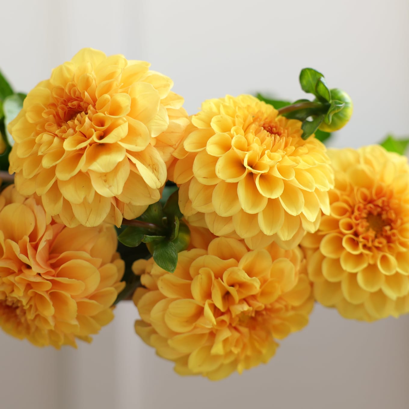 Market Box Dahlias - Soft Palette view 6 of 10
