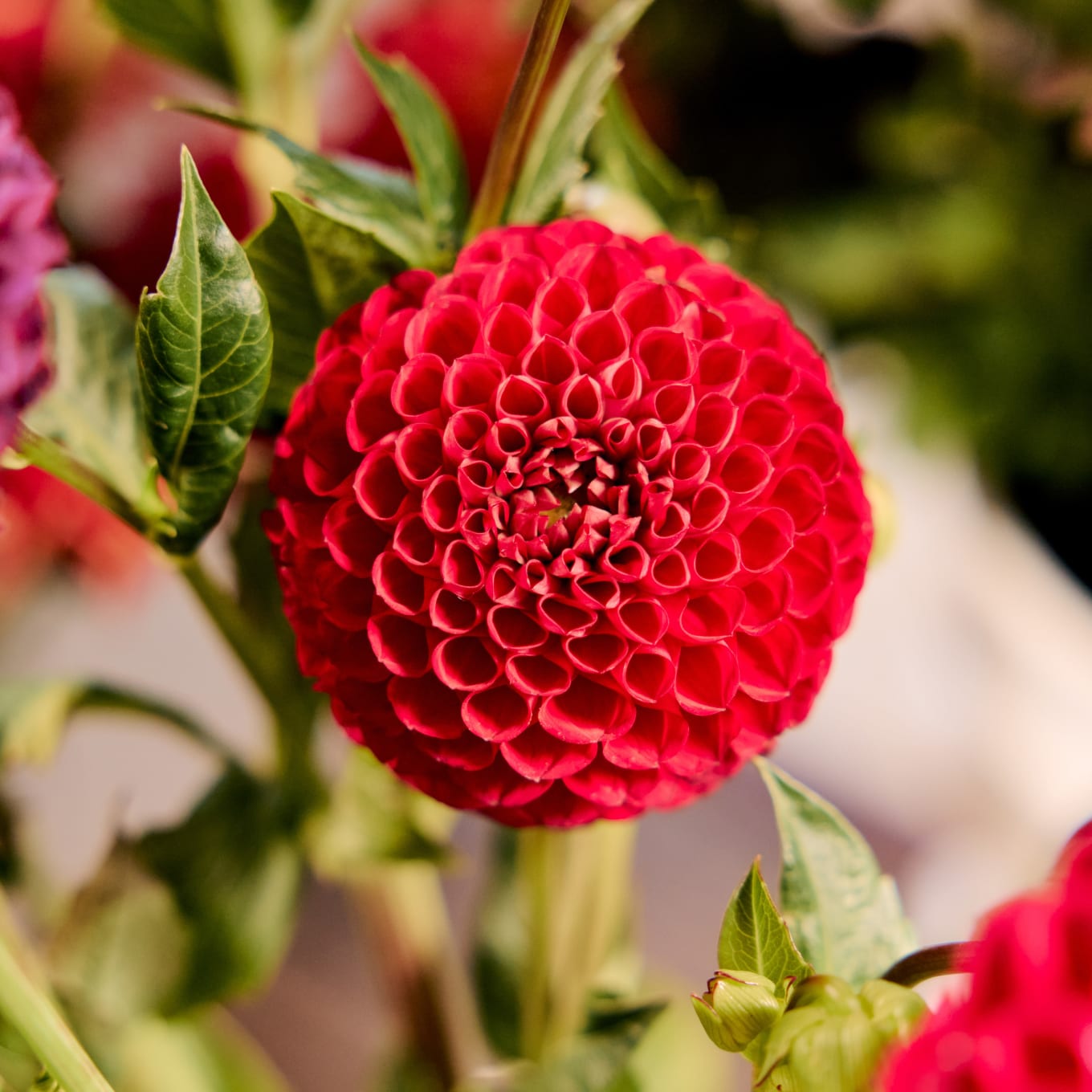 Market Box Dahlias - Saturated Palette view 7 of 10