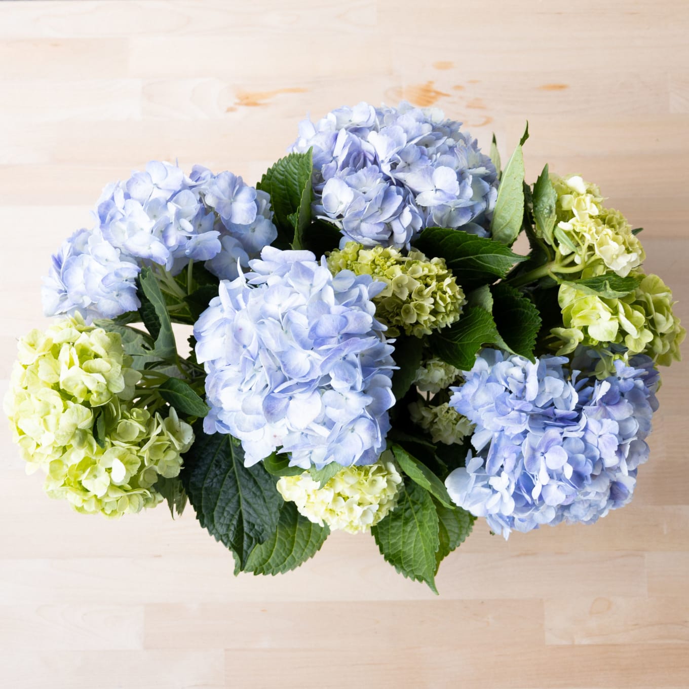 With Heart: Love Thy Neighbor Hydrangeas view 6 of 10